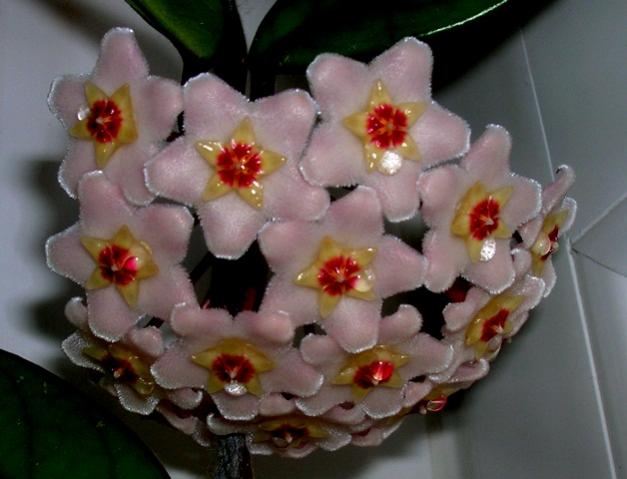 Name:  DSCN2214.jpg
Views: 954
Size:  36.8 KB