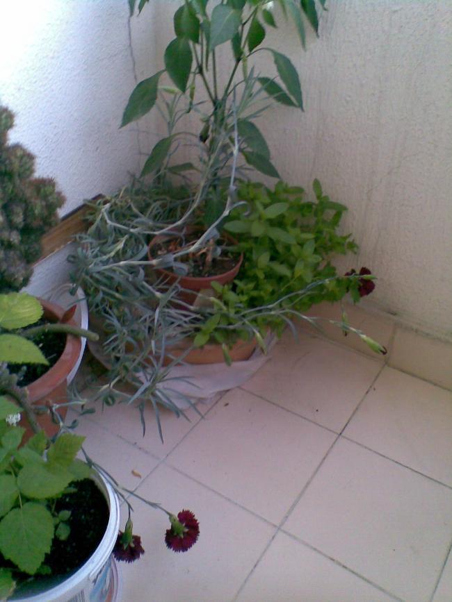Name:  04062012(005).jpg
Views: 1517
Size:  62.0 KB