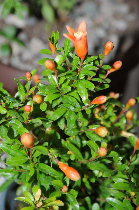 Name:  DSC_8269.jpg
Views: 1052
Size:  75.9 KB