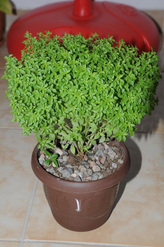 Name:  DSC_8389.jpg
Views: 819
Size:  74.4 KB