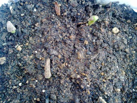 Name:  Adenium im..jpg
Views: 2745
Size:  72.4 KB