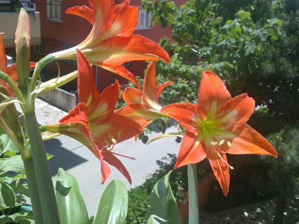 Name:  Amarilis Tu..jpg
Views: 2840
Size:  48.7 KB