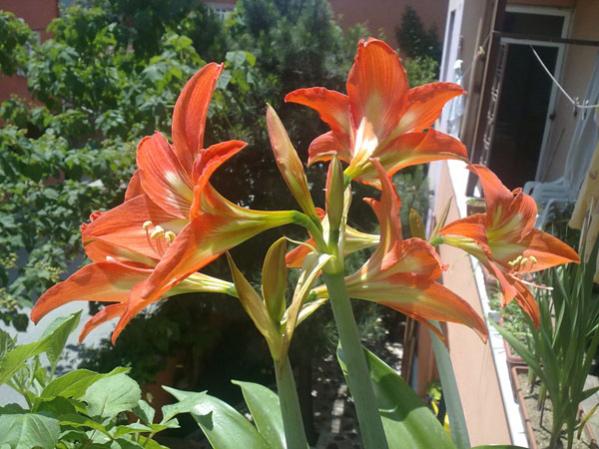 Name:  Amarilis Tur..jpg
Views: 2838
Size:  52.3 KB