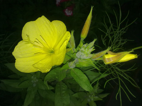 Name:  E.iei Am.jpg
Views: 4505
Size:  65.9 KB