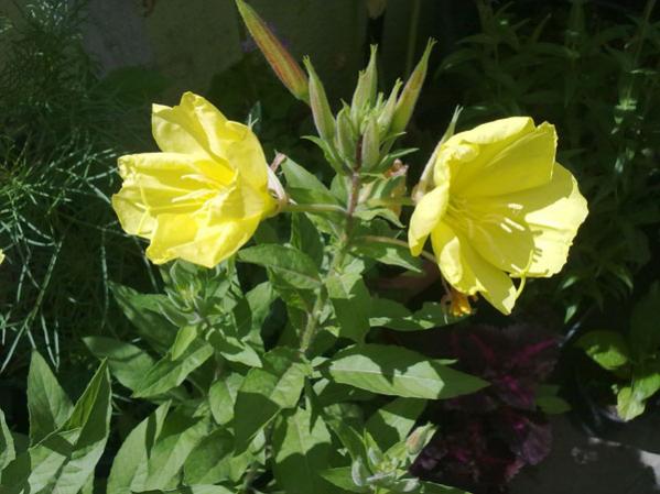 Name:  Ezan iftli.jpg
Views: 4854
Size:  42.9 KB