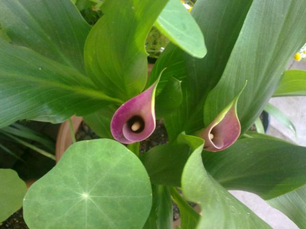 Name:  Kala Pem..jpg
Views: 3980
Size:  31.9 KB
