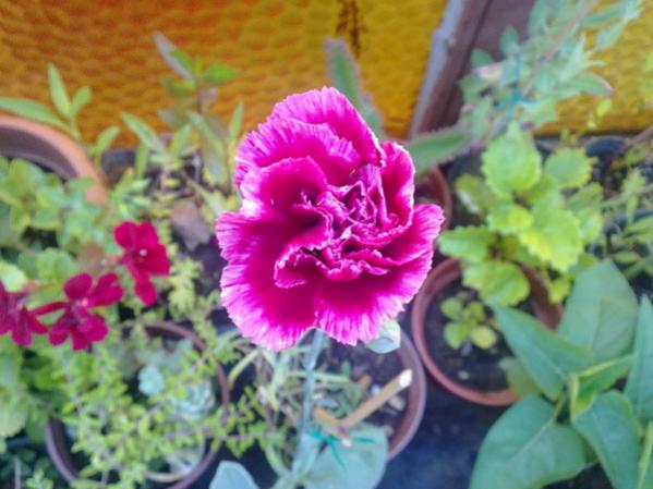 Name:  Karanfil Ebr..jpg
Views: 5912
Size:  42.5 KB