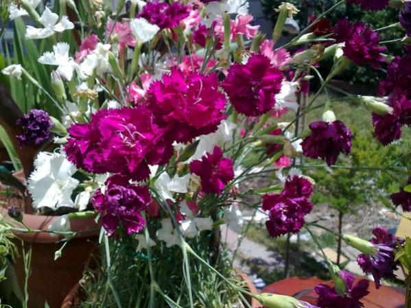 Name:  Karanfil Kar..jpg
Views: 8079
Size:  62.9 KB