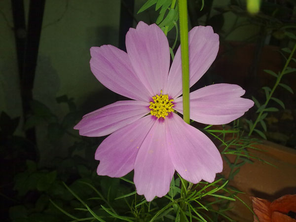 Name:  Kozmos AP..jpg
Views: 2968
Size:  63.2 KB