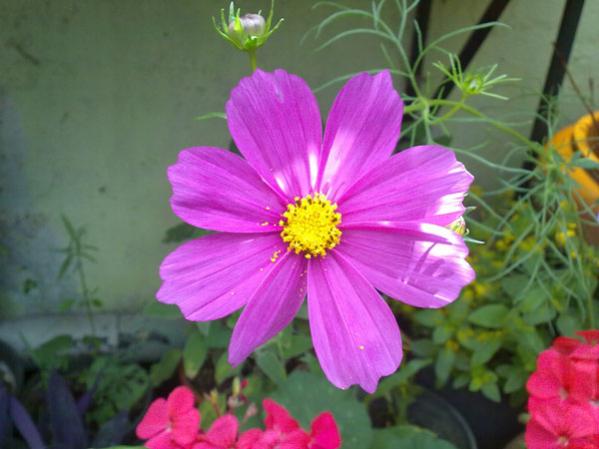Name:  Kozmos Efl..jpg
Views: 3379
Size:  35.7 KB