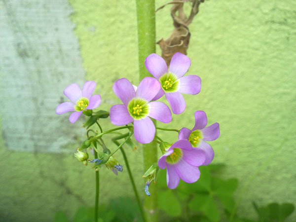 Name:  Oxalis.jpg
Views: 2762
Size:  65.6 KB