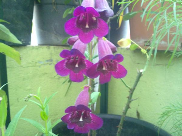 Name:  Pest.Eflat.jpg
Views: 2672
Size:  36.1 KB