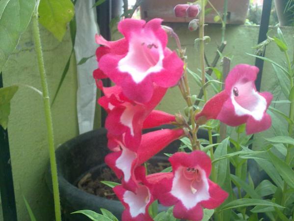 Name:  Pest.Kr.jpg
Views: 2669
Size:  37.7 KB