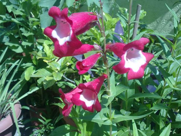 Name:  Pest.Krm.jpg
Views: 2640
Size:  57.0 KB