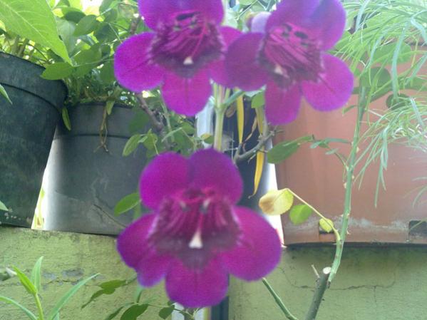 Name:  Pestemon Ef..jpg
Views: 2696
Size:  40.0 KB