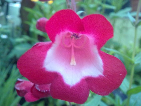 Name:  Pestemon K.jpg
Views: 2698
Size:  65.6 KB