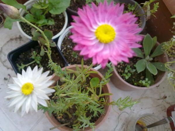 Name:  Solmaz iek.jpg
Views: 3859
Size:  42.4 KB