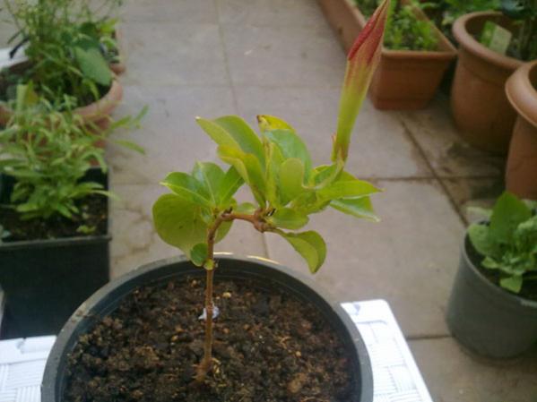 Name:  Sundavilla.jpg
Views: 1835
Size:  31.9 KB