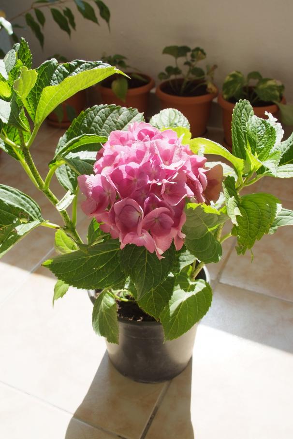 Name:  DSCF1564 .jpg
Views: 1367
Size:  72.2 KB