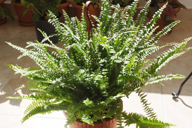 Name:  DSCF1571 .jpg
Views: 1453
Size:  69.9 KB