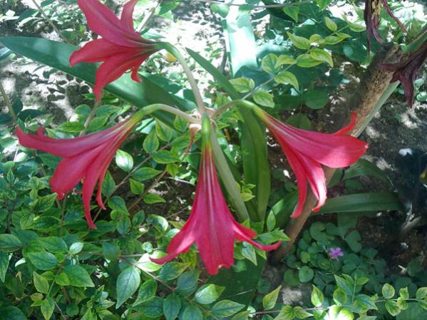 Name:  Amarilis Krmz (1).jpg
Views: 1741
Size:  62.6 KB