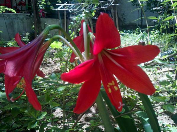 Name:  Amarilis Krmz (2).jpg
Views: 1678
Size:  61.3 KB