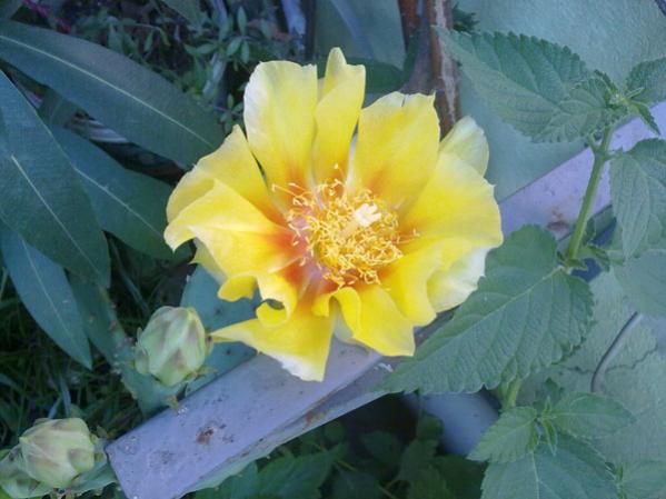 Name:  Kaynana Dili (2).jpg
Views: 2304
Size:  37.6 KB