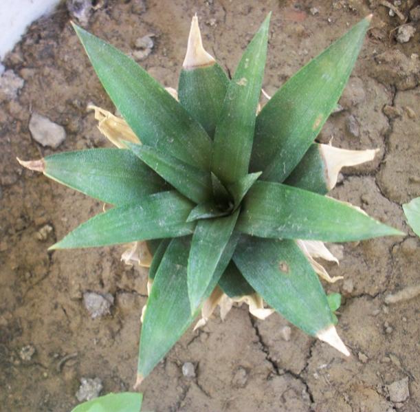 Name:  ananas.jpg
Views: 3063
Size:  59.2 KB