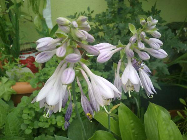Name:  Hosta Plantaginea.jpg
Views: 1691
Size:  41.0 KB