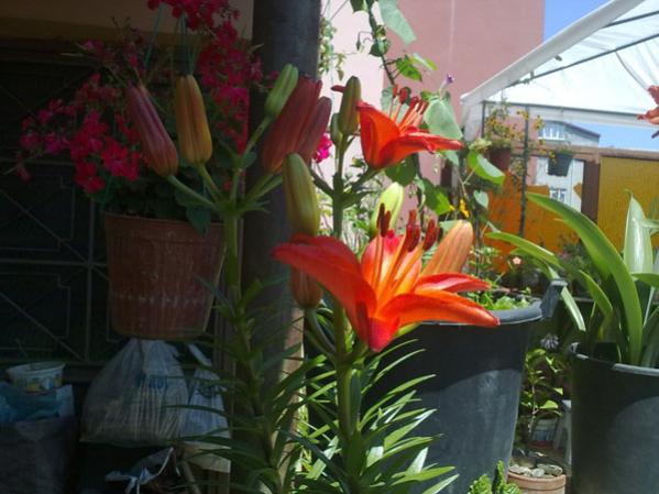 Name:  Lilium Asiatic (1).jpg
Views: 1581
Size:  42.6 KB