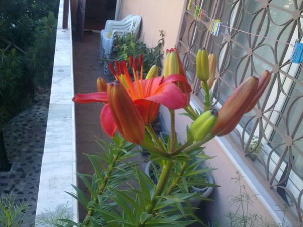Name:  Lilium Asiatic (3).jpg
Views: 1611
Size:  44.2 KB