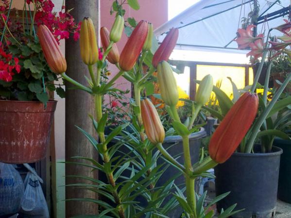 Name:  Lilium Asiatic (4).jpg
Views: 1592
Size:  48.7 KB