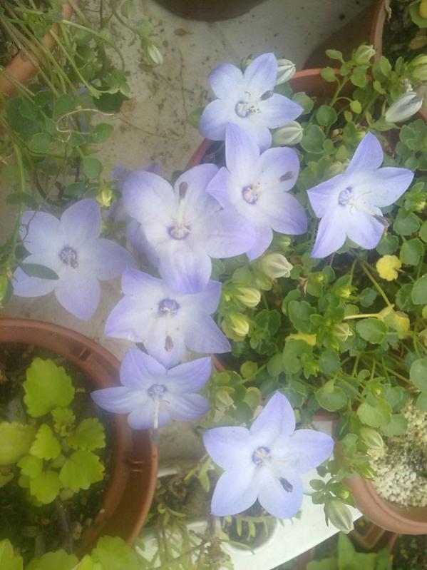 Name:  Mavi (4).jpg
Views: 1604
Size:  61.7 KB