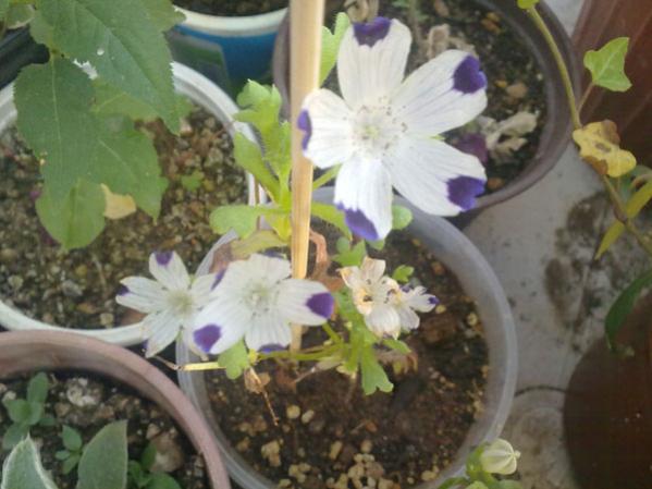 Name:   Nokta iei.jpg
Views: 1761
Size:  39.0 KB