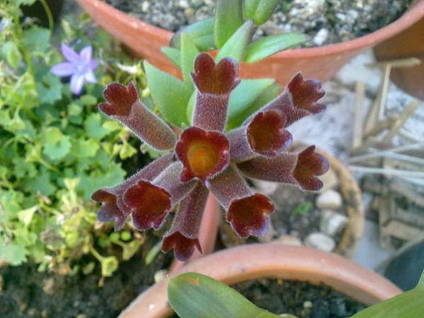 Name:  Aeschynanthus Radicans.jpg
Views: 2012
Size:  43.1 KB