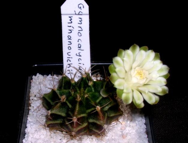 Name:  DSCN2271.jpg
Views: 1680
Size:  33.5 KB