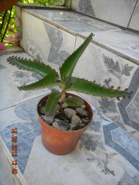 Name:  DSCN1440.jpg
Views: 1036
Size:  47.4 KB
