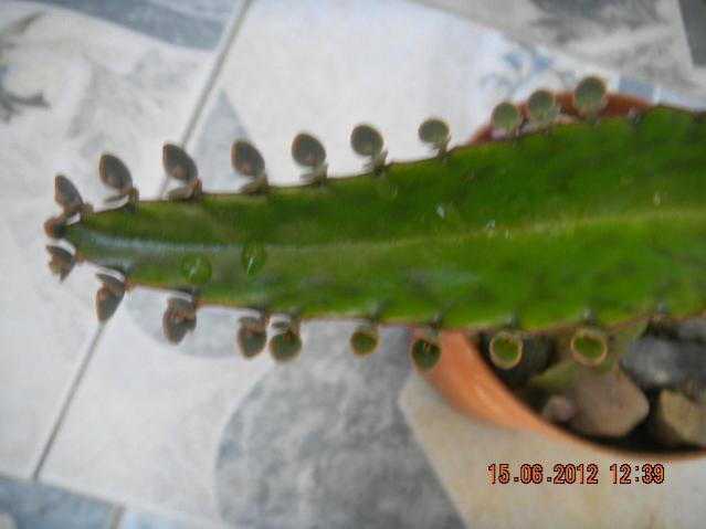 Name:  DSCN1439.jpg
Views: 1005
Size:  26.8 KB
