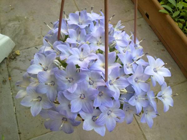 Name:  Mavi(Campanula) (1).jpg
Views: 1742
Size:  39.5 KB