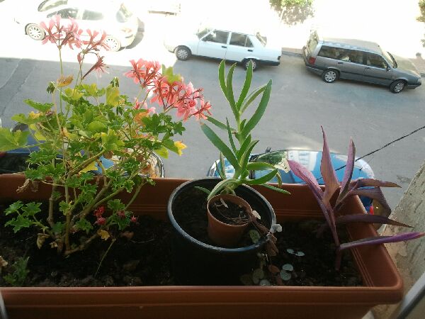 Name:  Fotoraf1284.jpg
Views: 3296
Size:  55.0 KB