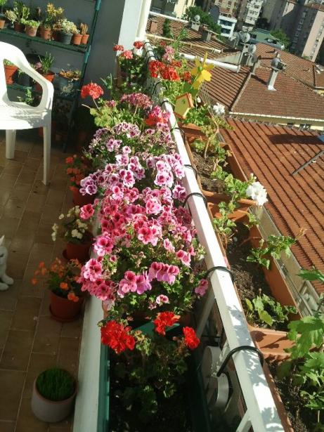 Name:  Fotoraf1253.jpg
Views: 3232
Size:  71.5 KB