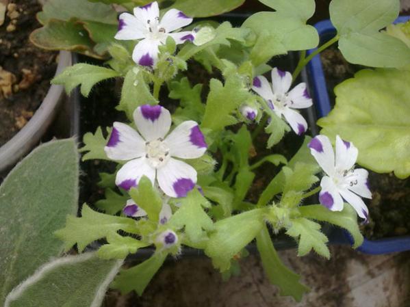 Name:  Be Nokta iei.jpg
Views: 1667
Size:  41.4 KB