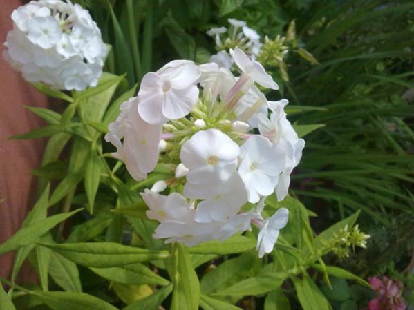 Name:  Phlox.jpg
Views: 1554
Size:  37.5 KB