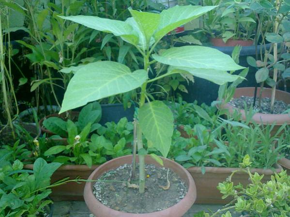 Name:  Datura.jpg
Views: 1321
Size:  52.7 KB