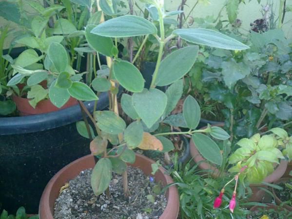 Name:  Tibouchina.jpg
Views: 1352
Size:  49.3 KB