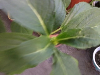 Name:  2012-06-29 20.29.05.jpg
Views: 920
Size:  52.9 KB