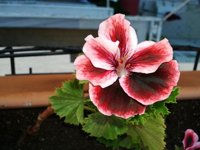 Name:  Fotoraf1333.jpg
Views: 1629
Size:  47.4 KB