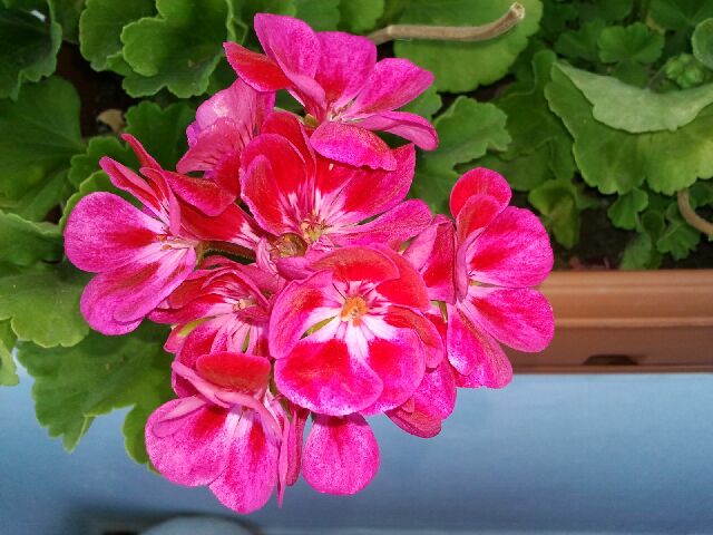 Name:  Fotoraf1336.jpg
Views: 1682
Size:  60.5 KB