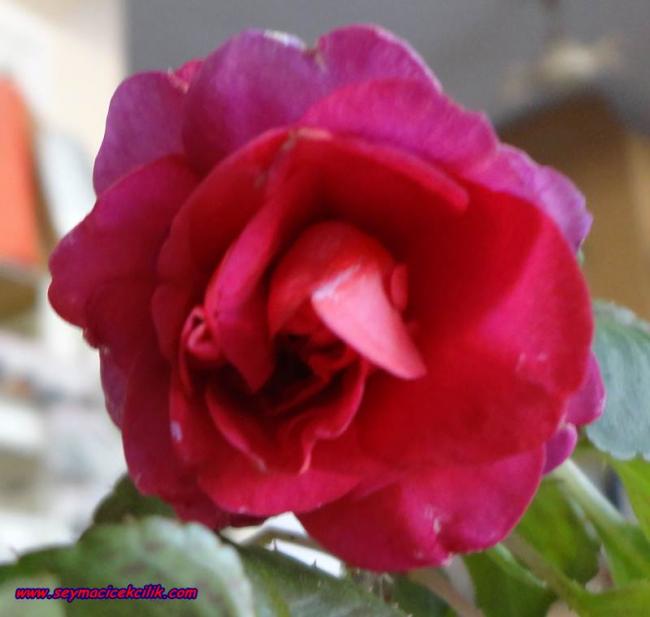 Name:  DSC04139.jpg
Views: 1193
Size:  32.7 KB