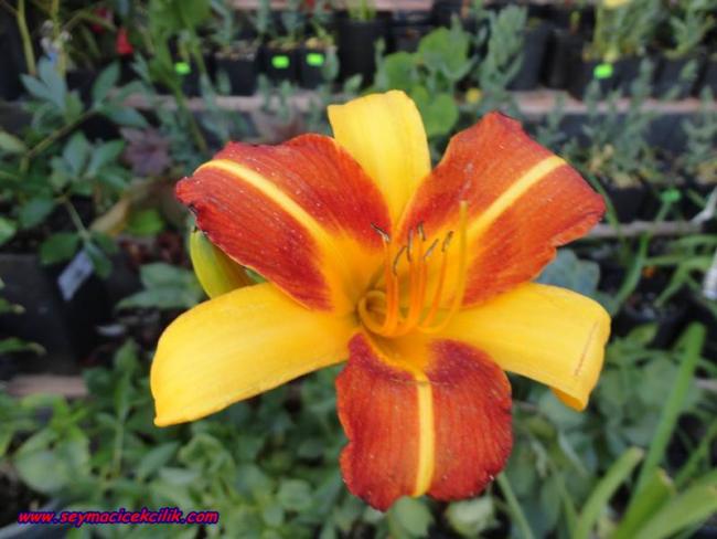 Name:  DSC04163.jpg
Views: 981
Size:  42.2 KB